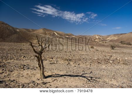 Desert View