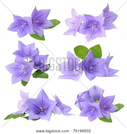 Platycodon Grandiflorus