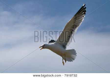 Menor Gaviota en vuelo