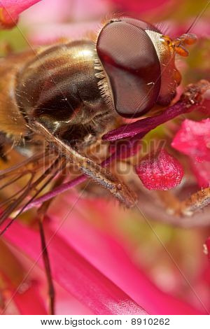 แมโคร Hoverfly มาก
