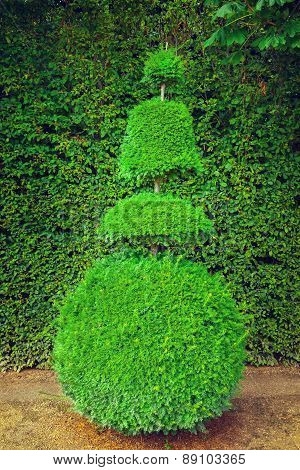 Topiary bush
