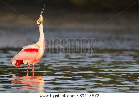 Roseate Spoonbill In Shallows