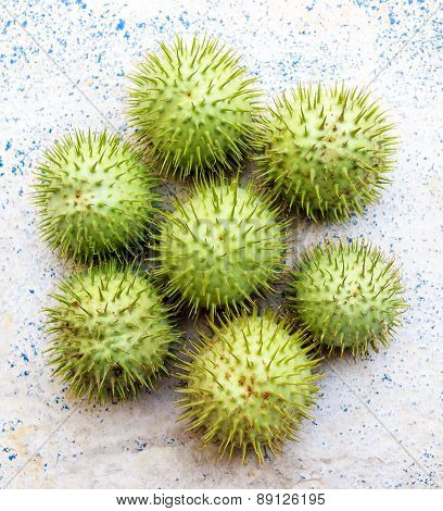 jimson weed ~ thorn apple ~ Datura fruit plucked and kept in a plain background