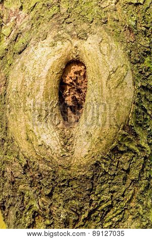 close-up of a tree trunk, symbolizing growth, age, network