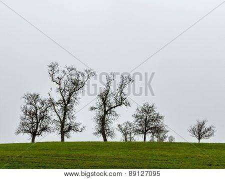 group of trees and gray sky, symbol of nature, meditation, copy space