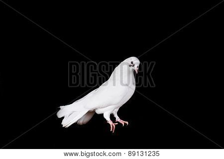 White Pigeon