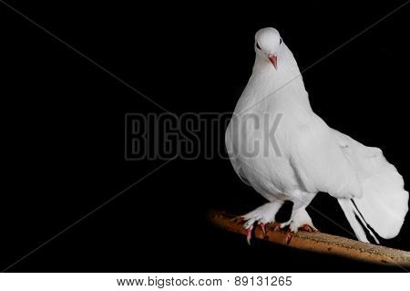 White Pigeon