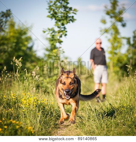 Beautiful German Shepherd Dog (Alsatian) outdoors