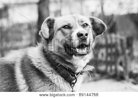 Black and white photo of cute dog with a collar