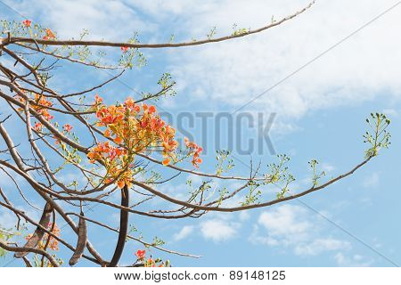 Orange Flowers On A Brunch With Sheath