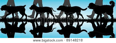 Amstaff, Presa Canario, Labrador And Caucasian Shepherd Silhouettes Walking By The Water