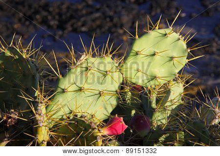 Cactus Spines