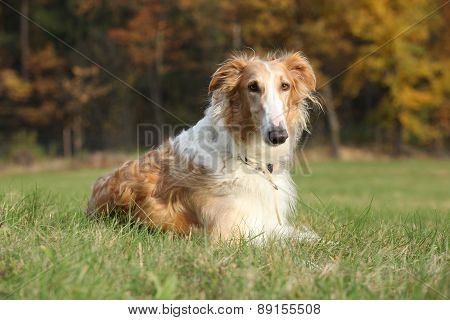 Gorgeous Barzoi In Autumn