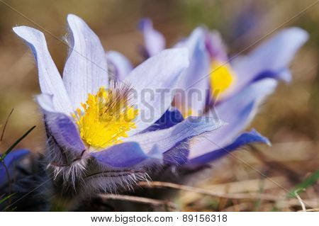 Blue And Yellow Early Springy Flower Of Pasqueflower