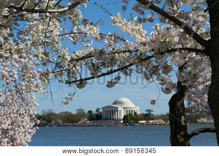 Thomas Jefferson Memorial Framed With Flowers