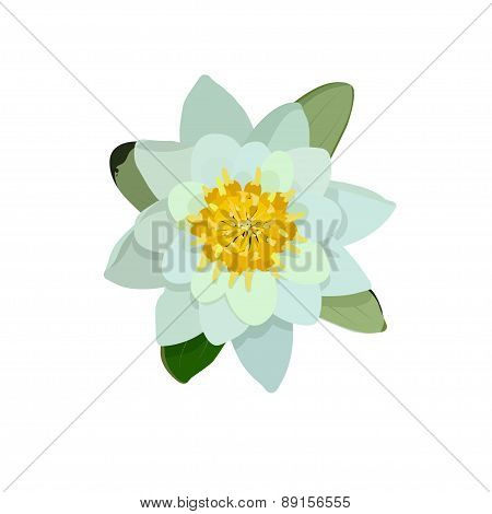 Water Lily