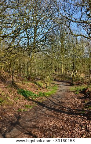 Woodland in Crossgates