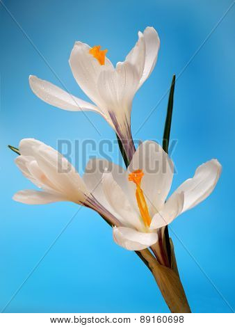 crocuses. White Flowers on  blue background.