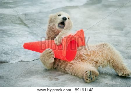 Polar Bear Baby Plays With Plastic Cone In Zoo