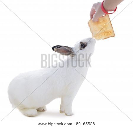 Cute Spotted White Rabbit On White Isolate.this Flufly Try To Snatch A Bread From Hand.