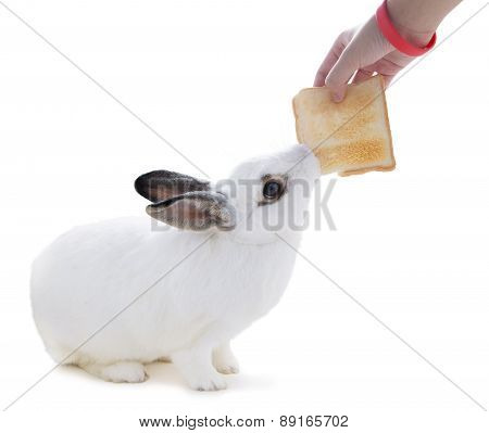 Cute Spotted White Rabbit On White Isolate.this Flufly Try To Snatch A Bread From Hand.