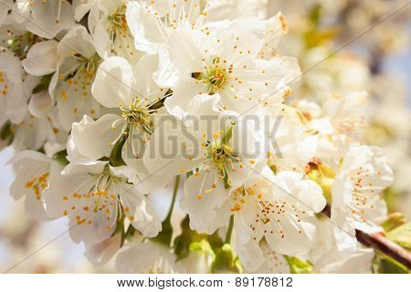 Cherry tree blossoms