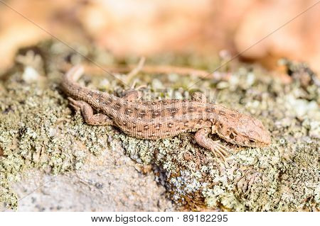 Sand Lizard (lacerta Agilis)