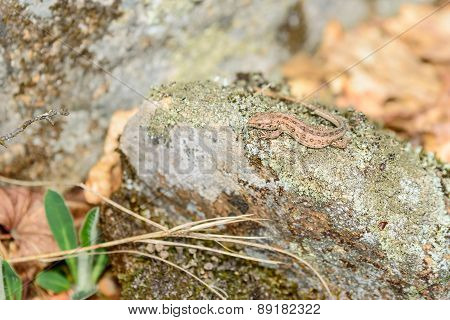 Sand Lizard (lacerta Agilis)