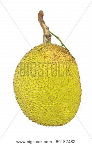 Thai Jack Fruit On White Background