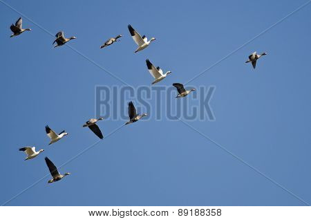 Snow Geese Flying With Greater White-fronted Geese In A Blue Sky