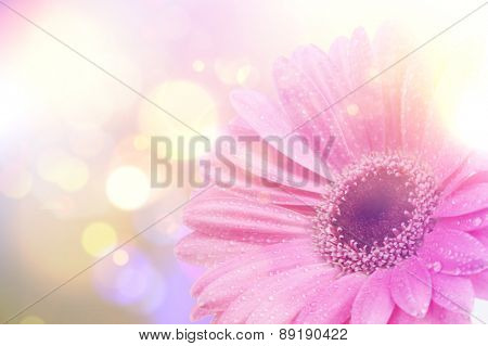 Gerbera daisy image with vintage retro effect