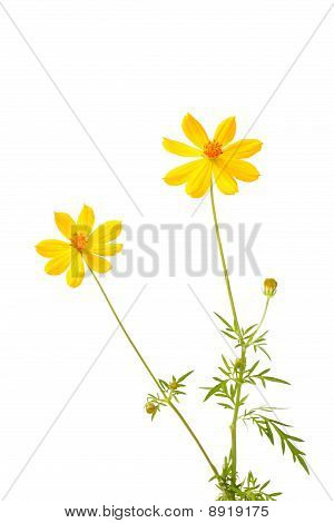 gul blomst på hvid baggrund