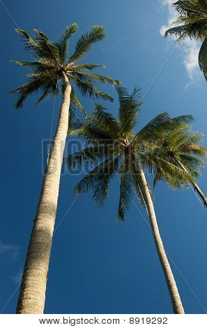 Alberi di cocco sull'isola di Mak