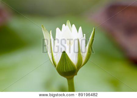 Lotus