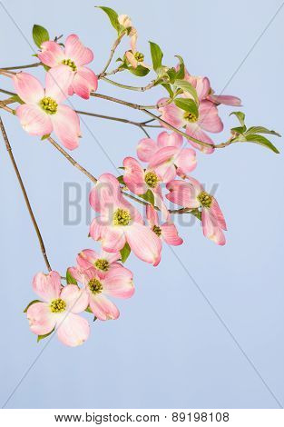 Pink Flowering Dogwood