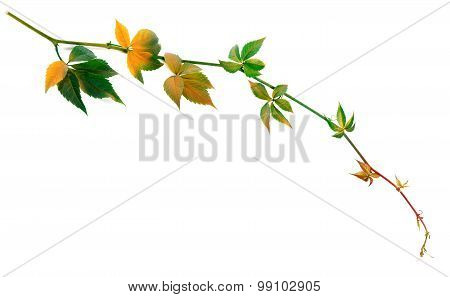 Multicolor Twig Of Grapes Leaves