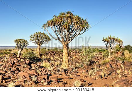 Quiver Tree Forest - Nambia