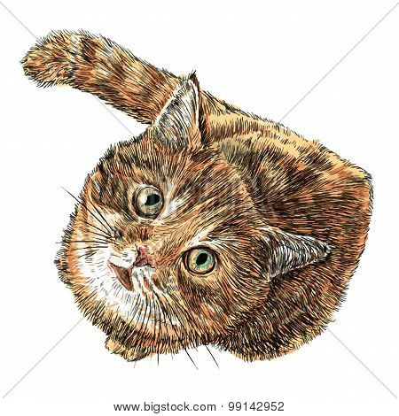 Little Cat