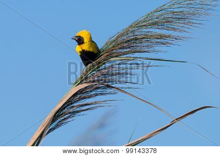 Golden Bishop Bird