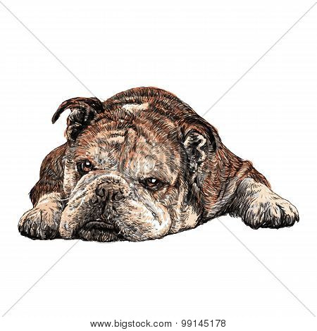 Bulldog