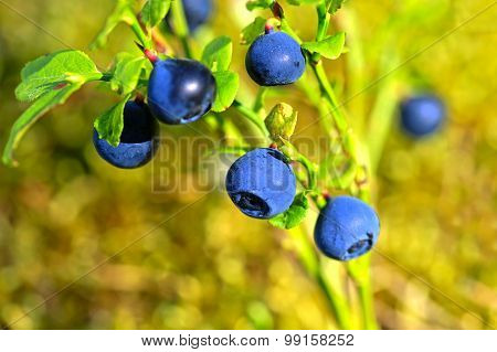 Vaccinium Myrtillus, Bilberry