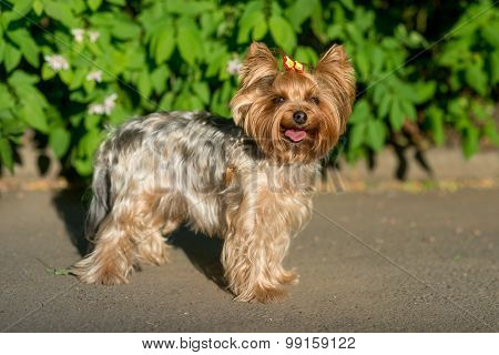 Yorkshire Terrier portrait