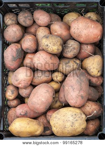 Potato Is In The Drawer