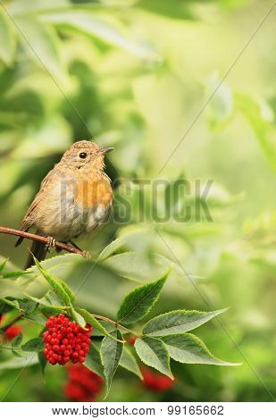 Little Bird In The Foliage