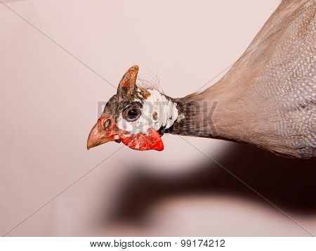 Helmeted guinea fowl (Numida meleagris).