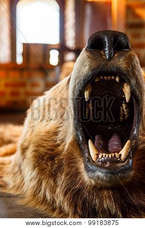 Mounted Bear With Open Mouth