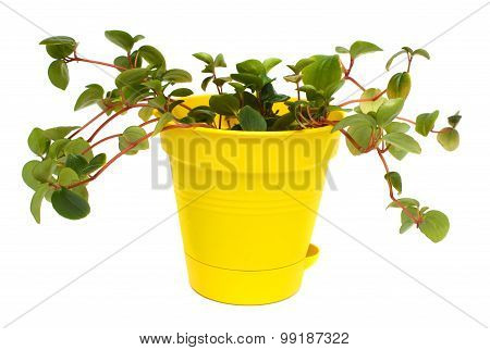 Indoor Plant