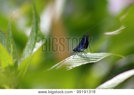 Banded Demoiselle