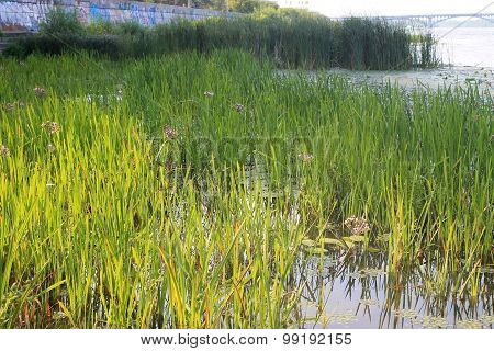 flowering rush