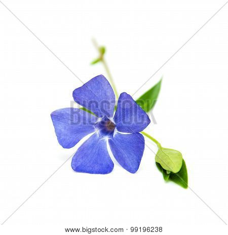 Perwinkle